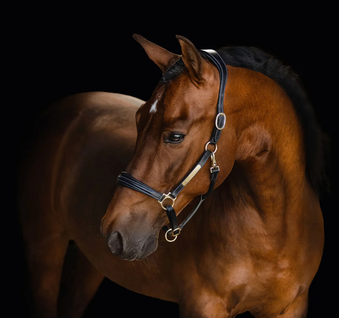 Lumiere Bella Premium Leather Halter