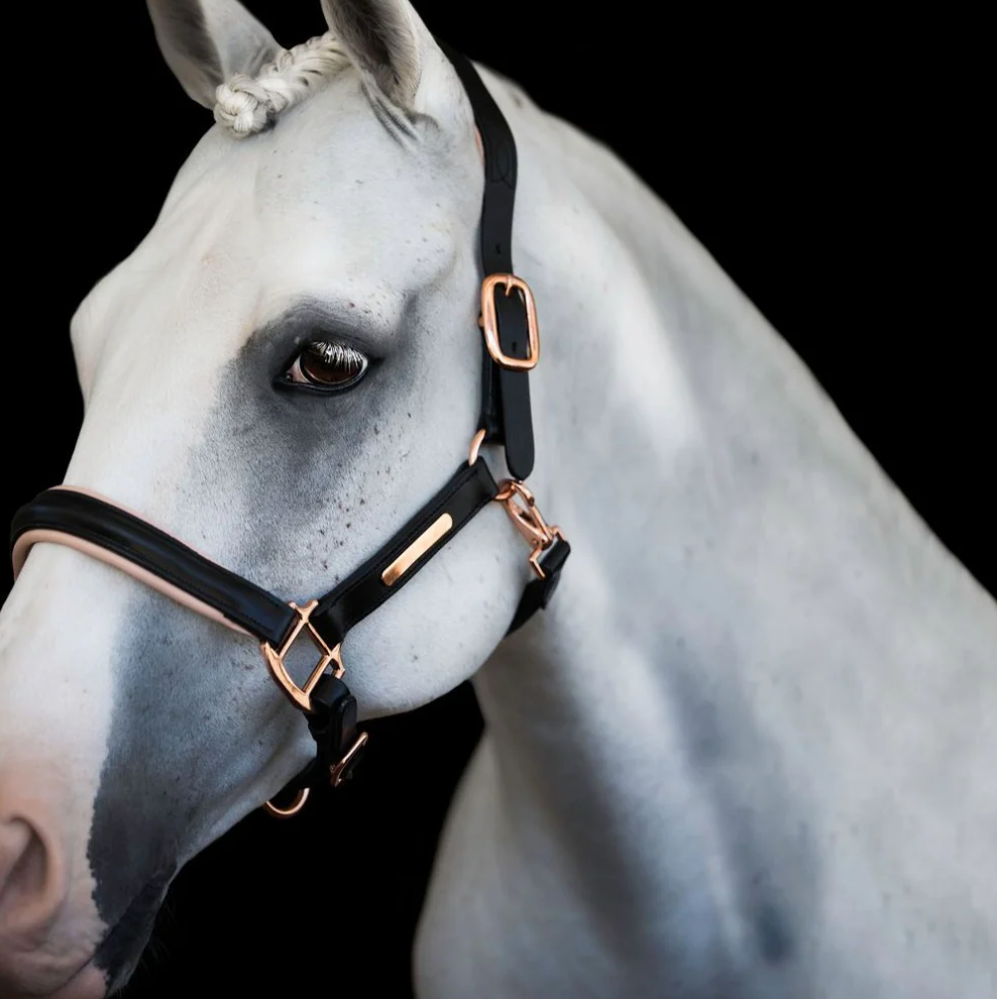 Lumiere Hollywood Black &amp; Rosegold Leather Halter