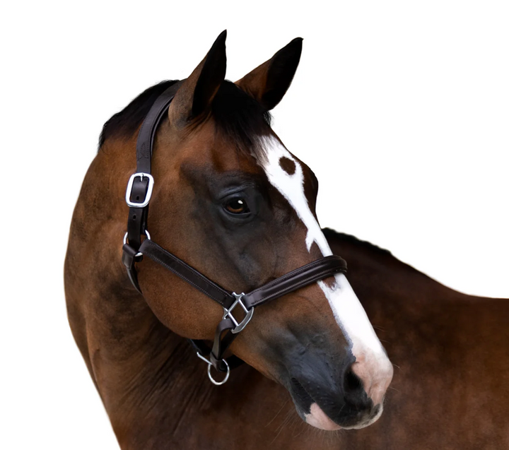 Lumiere Alize Black Leather Halter