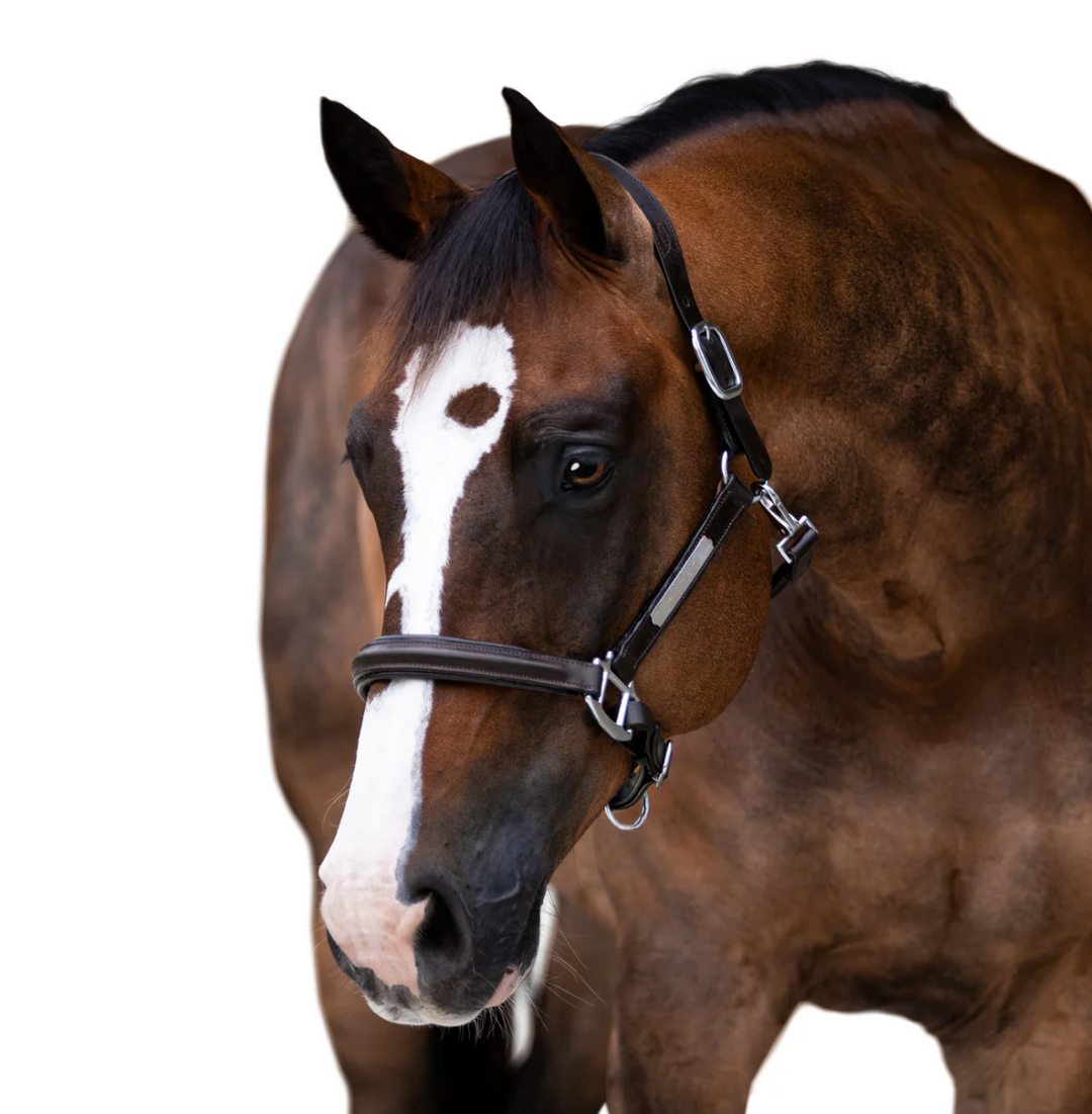 Lumiere Alize Black Leather Halter