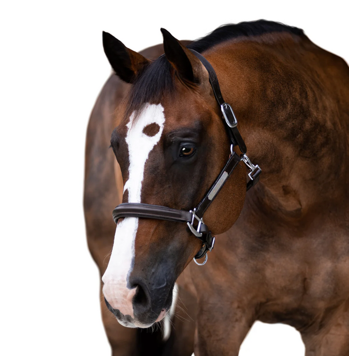 Lumiere Alize Black Leather Halter