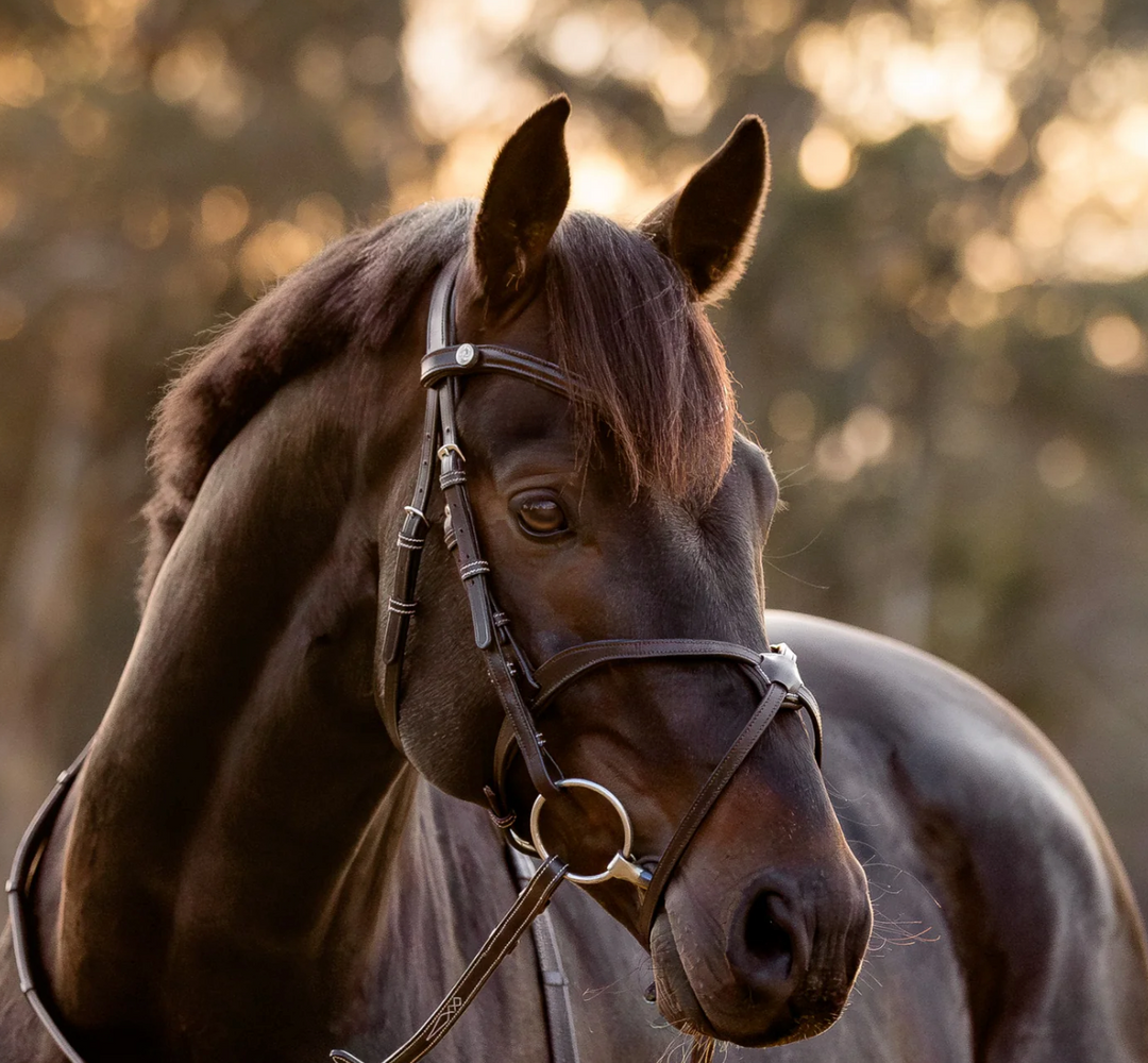 Lumiere Pia Figure 8 Bridle