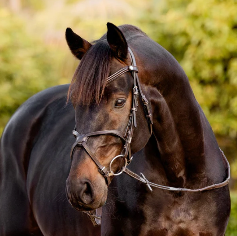 Lumiere Pia Figure 8 Bridle