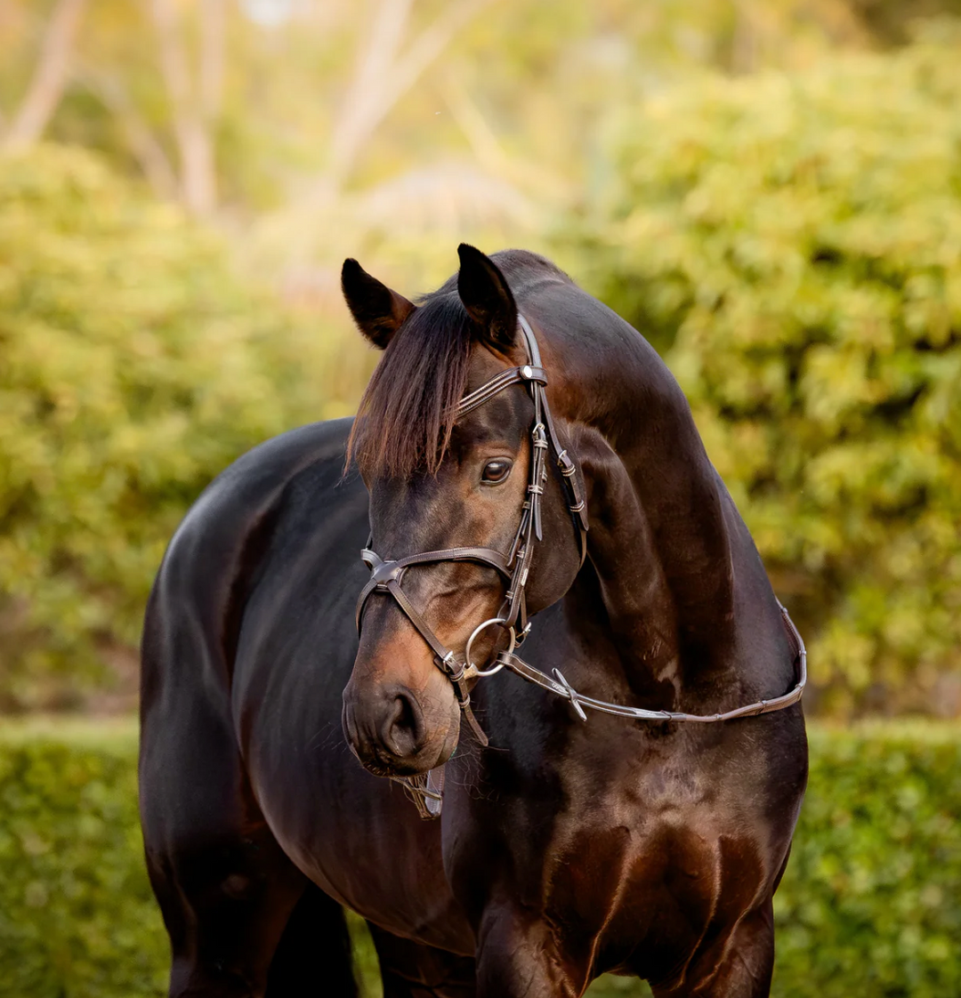 Lumiere Pia Figure 8 Bridle