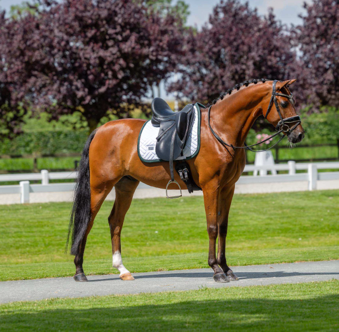 Equestrian Stockholm Modern White with Sycamore Green Saddle Pad - Dressage