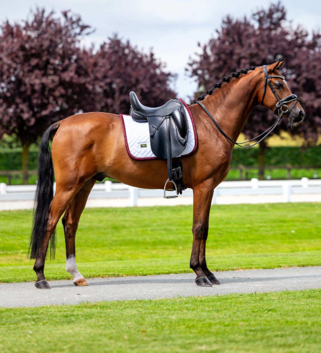 Equestrian Stockholm Modern White with Merlot Saddle Pad - Dressage