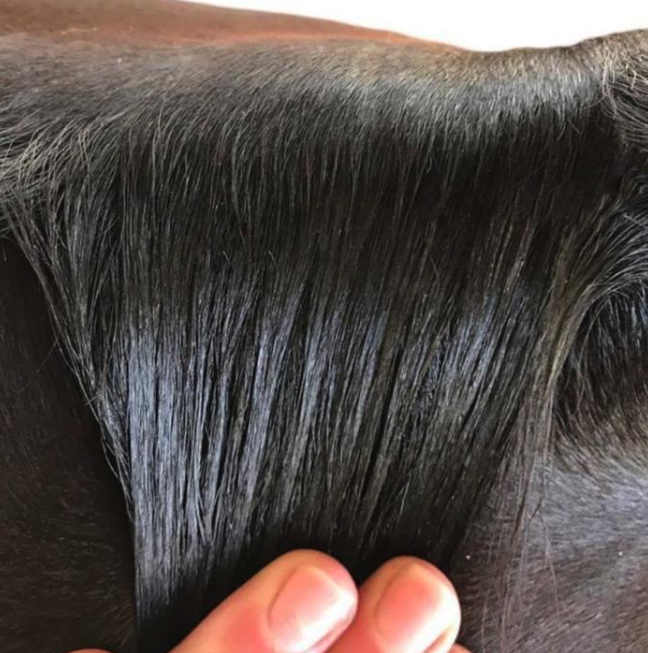 Hairy Pony Mane + Tail Taming Wax