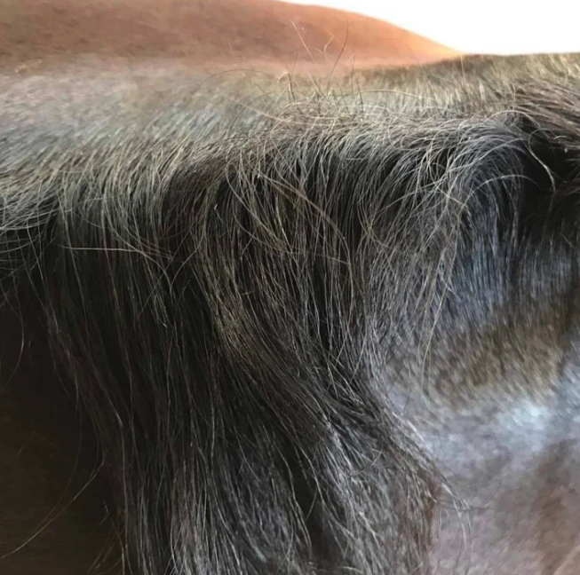 Hairy Pony Mane + Tail Taming Wax