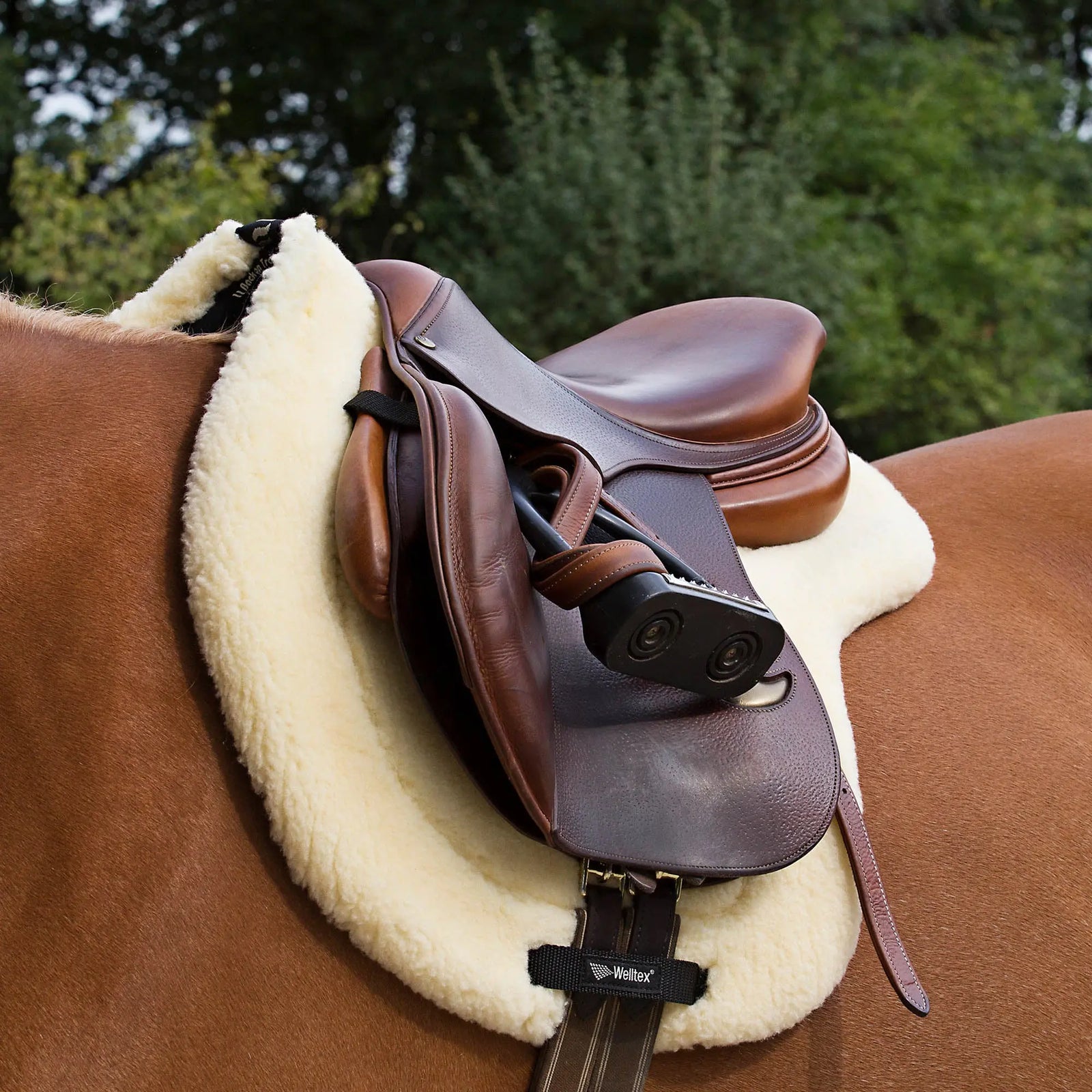 Teddy Hunter Saddle Pad Back on Track