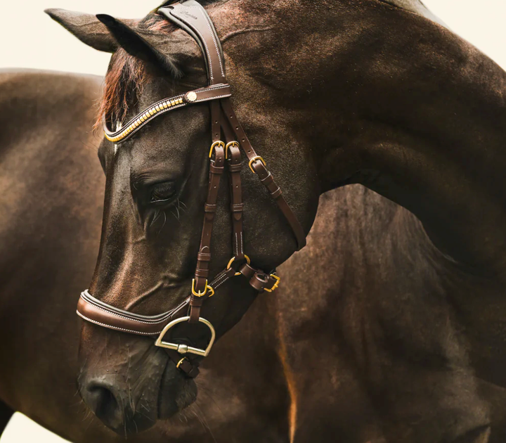 Lumiere Dallas Multi Jump Bridle